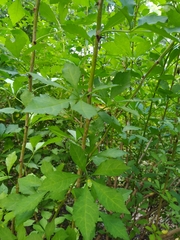 Eleutherococcus sieboldianus