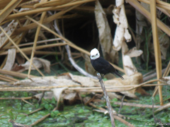 Arundinicola leucocephala