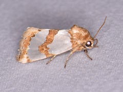Schinia chrysellus