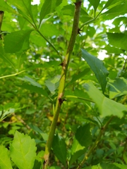 Eleutherococcus sieboldianus