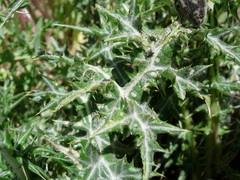 Echinops spinosissimus