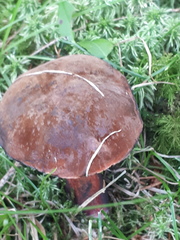 Neoboletus erythropus
