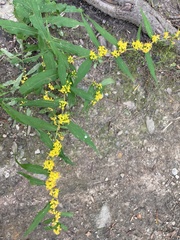 Solidago