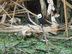 Arundinicola leucocephala