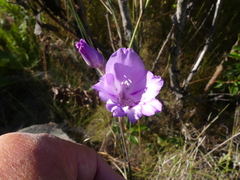 Gladiolus patersoniae