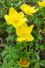 Trollius ranunculinus
