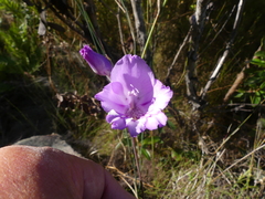 Gladiolus patersoniae