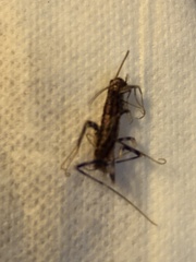 Scutigera coleoptrata