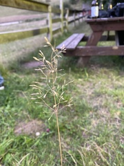 Agrostis capillaris