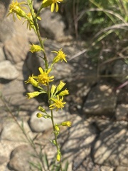 Solidago arenicola