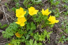 Trollius ranunculinus