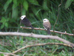 Arundinicola leucocephala