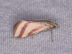 Microtheoris vibicalis