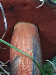 Neoboletus erythropus