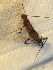Scutigera coleoptrata