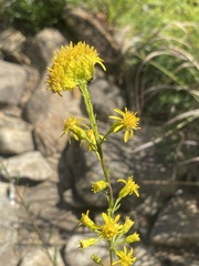 Solidago arenicola