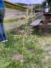 Agrostis capillaris