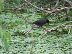 Chrysomus ruficapillus