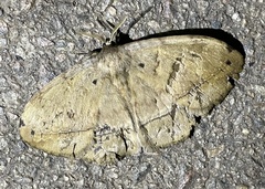 Bombycoidea