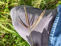 Dichanthium annulatum