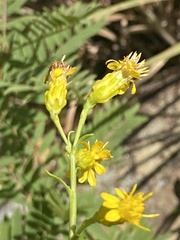 Solidago arenicola
