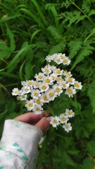 Achillea