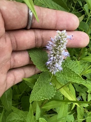 Agastache