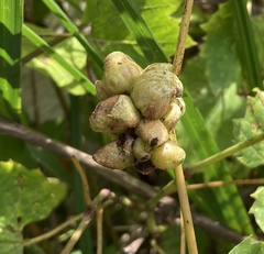Ampelomyia vitiscoryloides