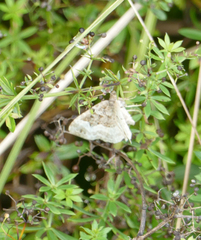 Epirrhoe alternata
