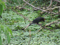 Chrysomus ruficapillus