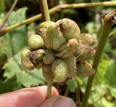 Ampelomyia vitiscoryloides