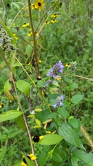 Agastache foeniculum