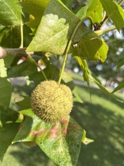 Platanus occidentalis