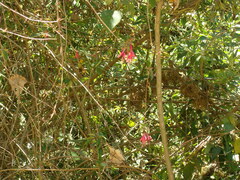 Fuchsia regia