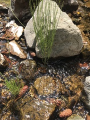 Equisetum arvense