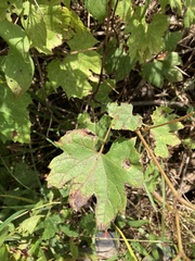 Ampelomyia vitiscoryloides