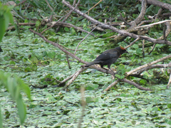 Chrysomus ruficapillus