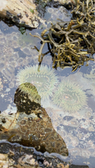 Anthopleura xanthogrammica