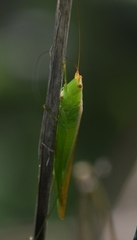 Conocephalus conocephalus