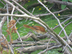 Certhiaxis cinnamomeus