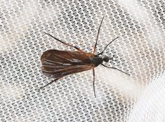 Empis borealis