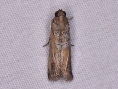 Chararica hystriculella