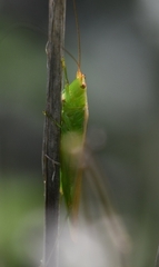 Conocephalus conocephalus