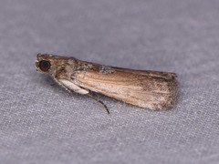 Chararica hystriculella