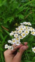 Achillea