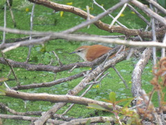 Certhiaxis cinnamomeus