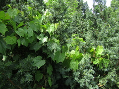 Vitis riparia