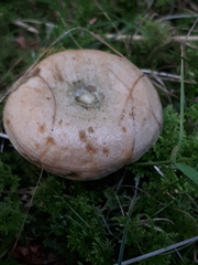 Lactarius deterrimus