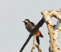 Dendrocopos syriacus