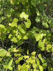 Vitis rotundifolia